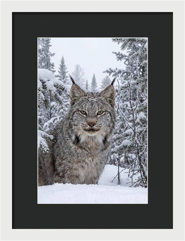 Canada Lynx In The Snow