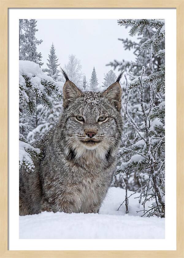 Canada Lynx In The Snow