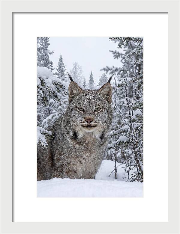 Canada Lynx In The Snow