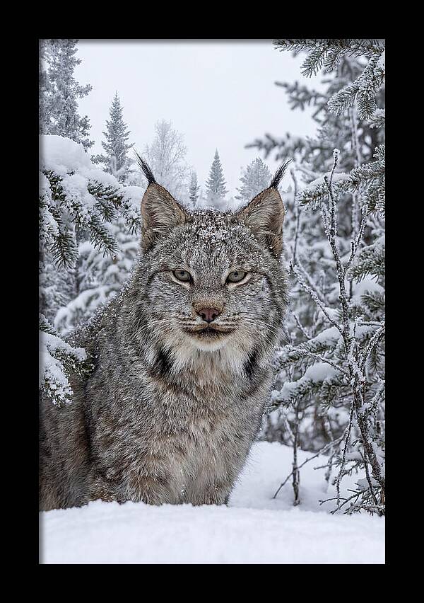 Canada Lynx In The Snow