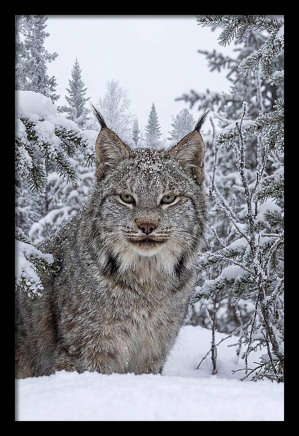 Canada Lynx In The Snow