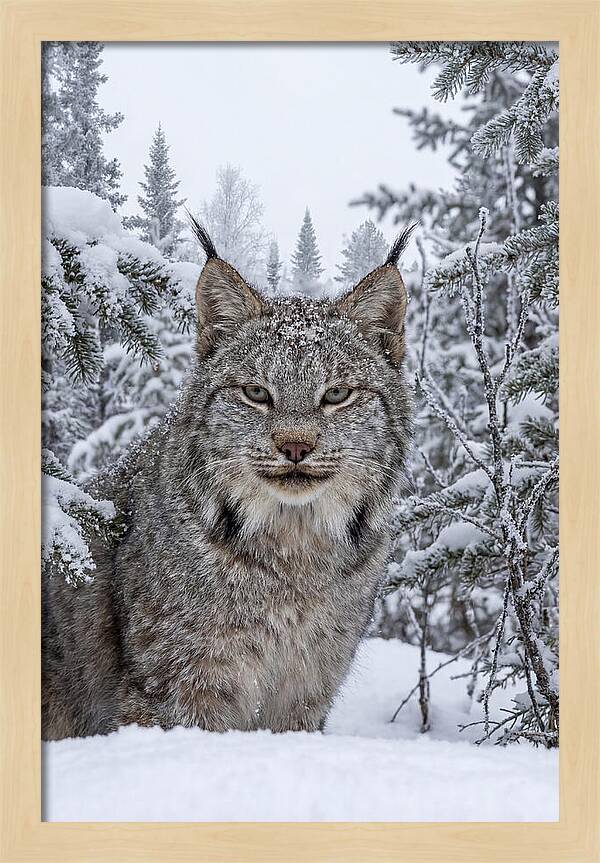 Canada Lynx In The Snow