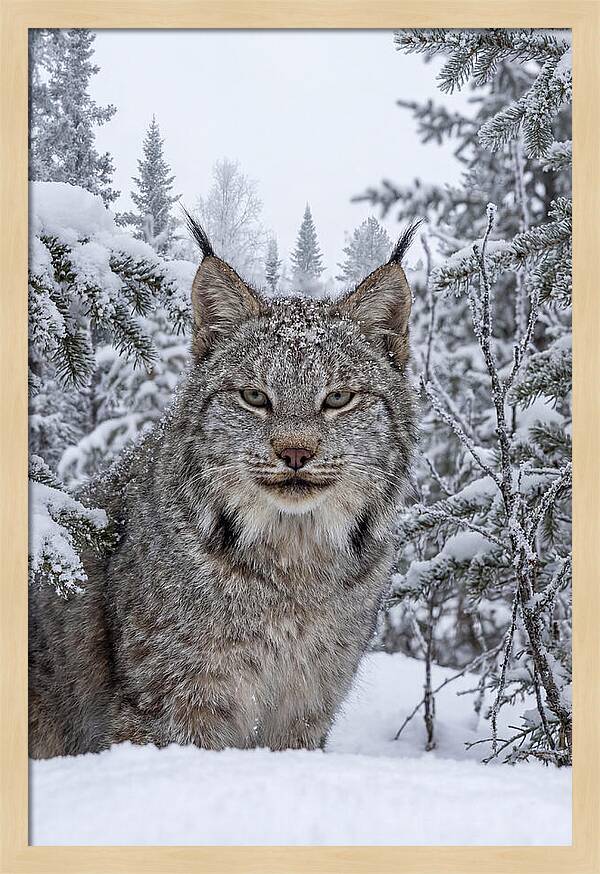 Canada Lynx In The Snow
