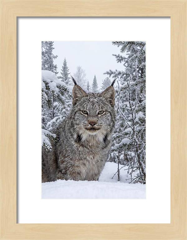 Canada Lynx In The Snow
