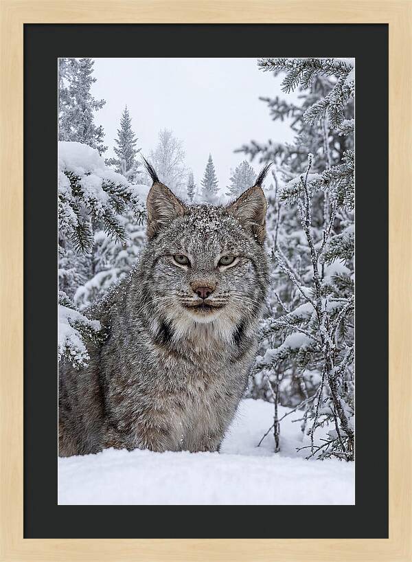 Canada Lynx In The Snow