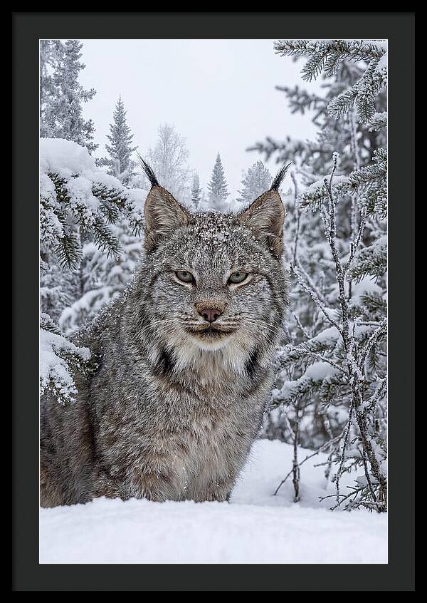 Canada Lynx In The Snow