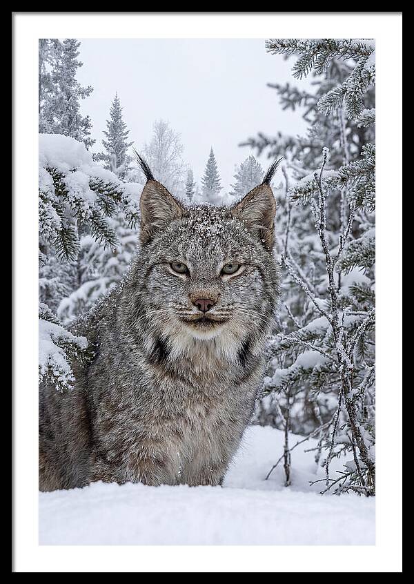 Canada Lynx In The Snow