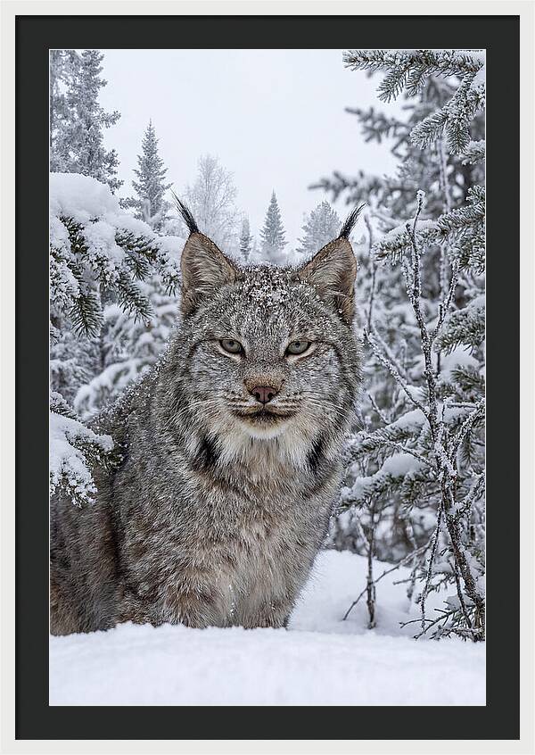 Canada Lynx In The Snow