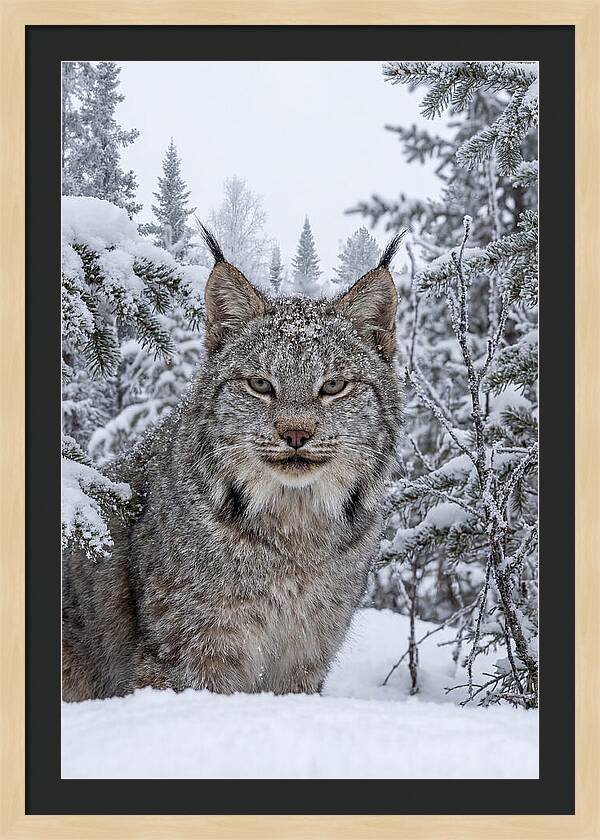 Canada Lynx In The Snow