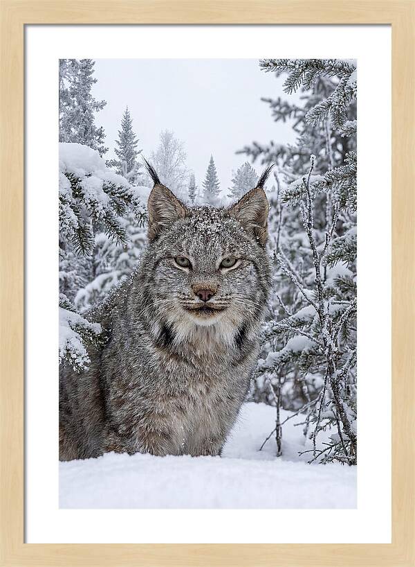 Canada Lynx In The Snow