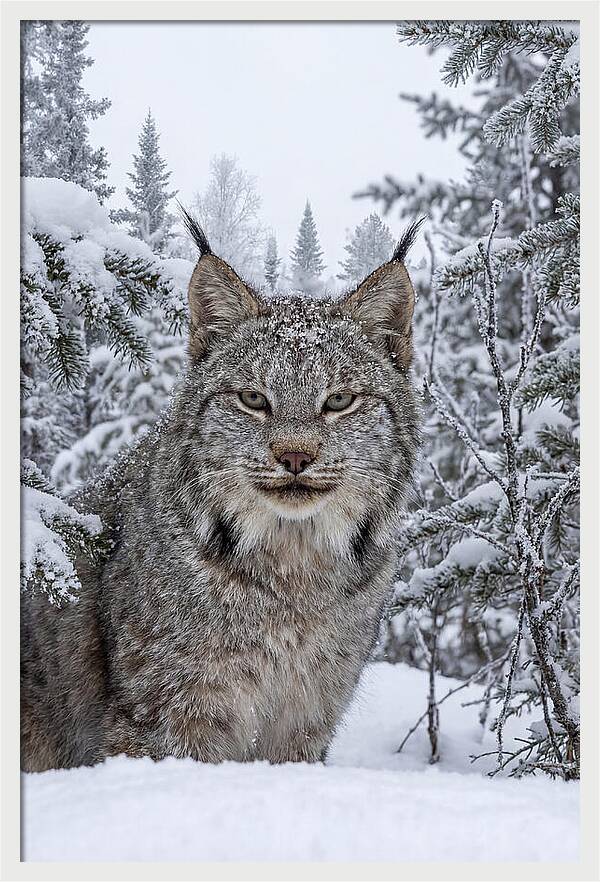 Canada Lynx In The Snow