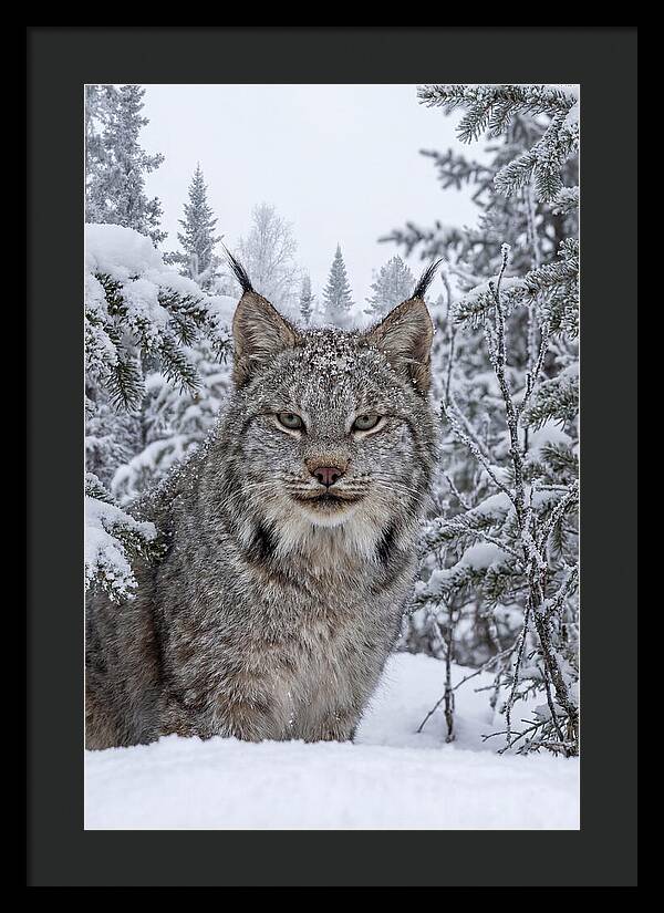 Canada Lynx In The Snow