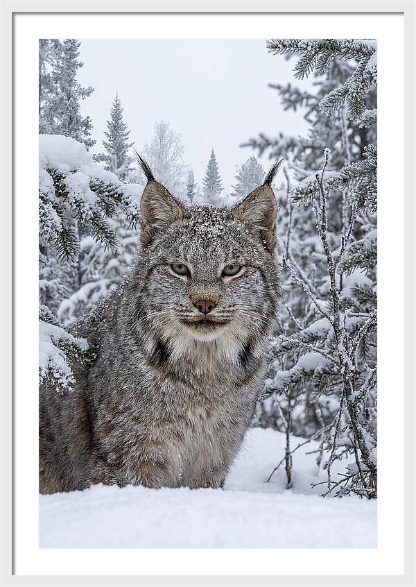 Canada Lynx In The Snow