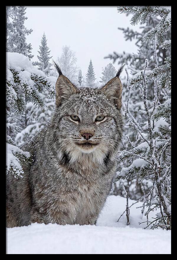 Canada Lynx In The Snow