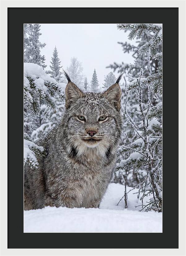 Canada Lynx In The Snow
