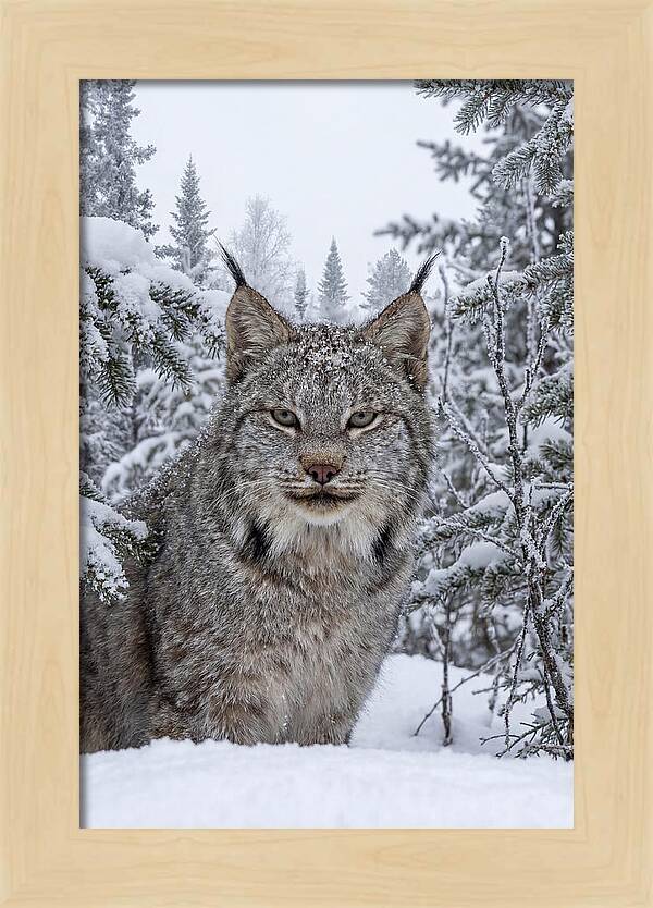 Canada Lynx In The Snow