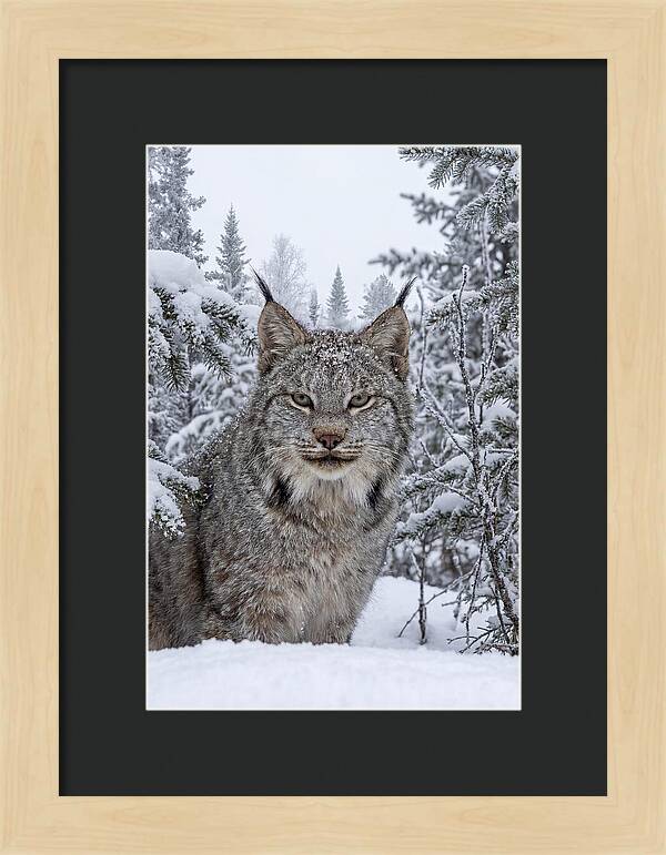Canada Lynx In The Snow