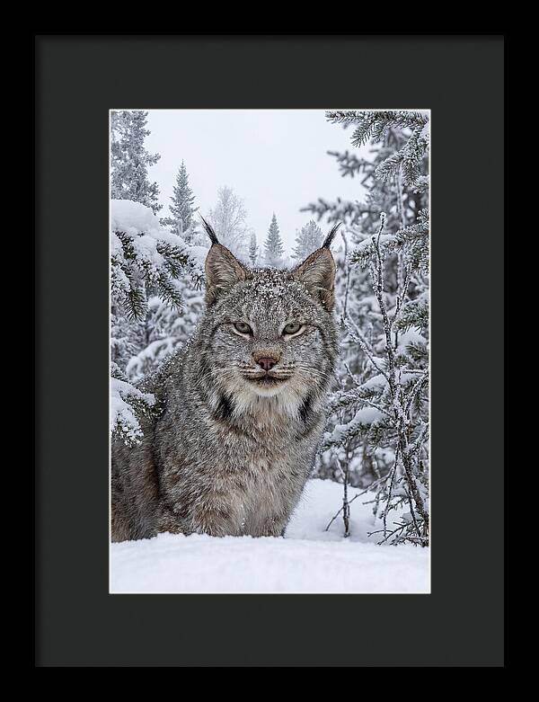 Canada Lynx In The Snow