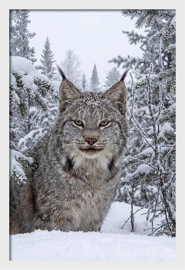 Canada Lynx In The Snow