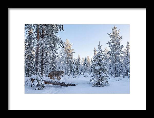 Canada Lynx In Winter Wonderland