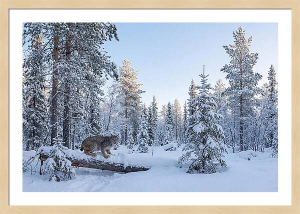 Canada Lynx In Winter Wonderland