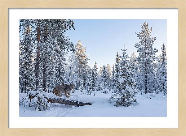 Canada Lynx In Winter Wonderland