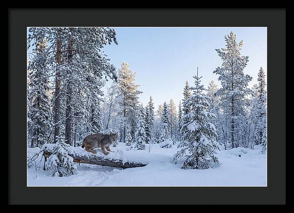 Canada Lynx In Winter Wonderland