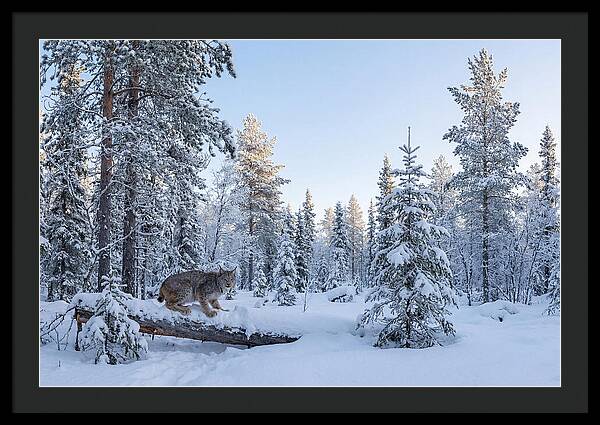 Canada Lynx In Winter Wonderland
