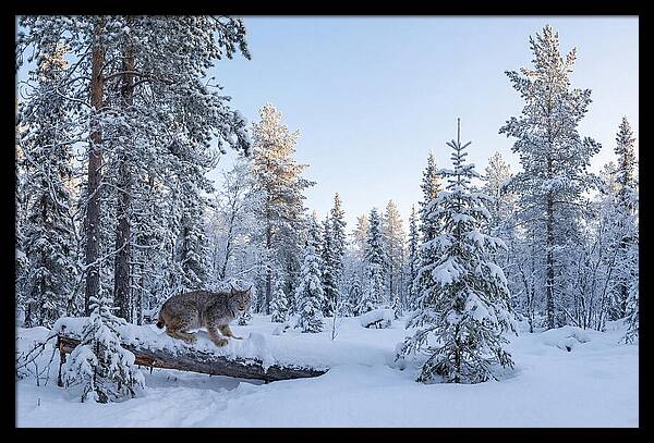Canada Lynx In Winter Wonderland