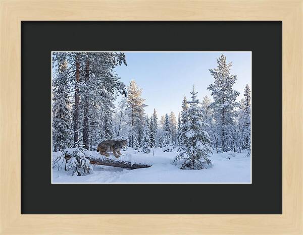 Canada Lynx In Winter Wonderland