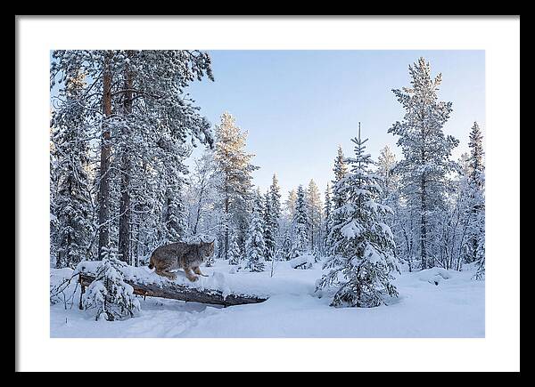 Canada Lynx In Winter Wonderland