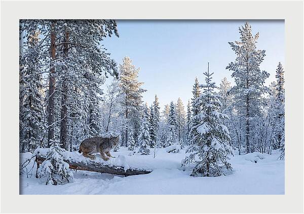 Canada Lynx In Winter Wonderland