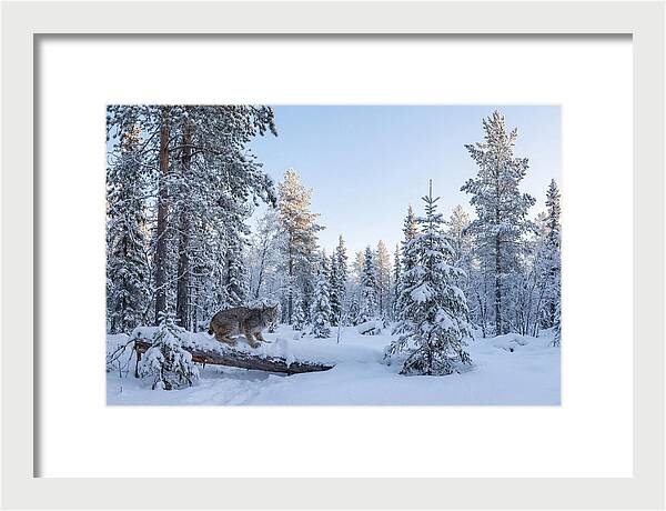 Canada Lynx In Winter Wonderland