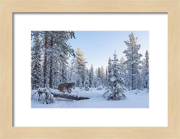 Canada Lynx In Winter Wonderland