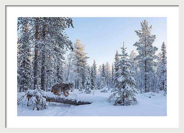 Canada Lynx In Winter Wonderland