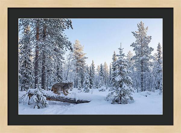 Canada Lynx In Winter Wonderland
