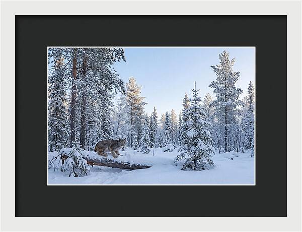 Canada Lynx In Winter Wonderland
