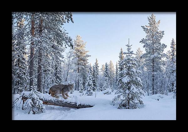 Canada Lynx In Winter Wonderland