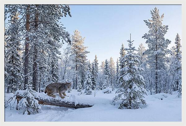 Canada Lynx In Winter Wonderland