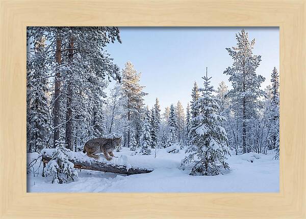 Canada Lynx In Winter Wonderland