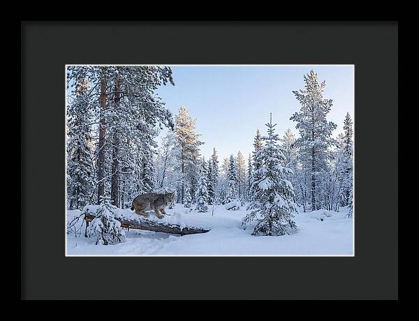 Canada Lynx In Winter Wonderland