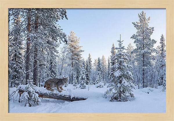 Canada Lynx In Winter Wonderland