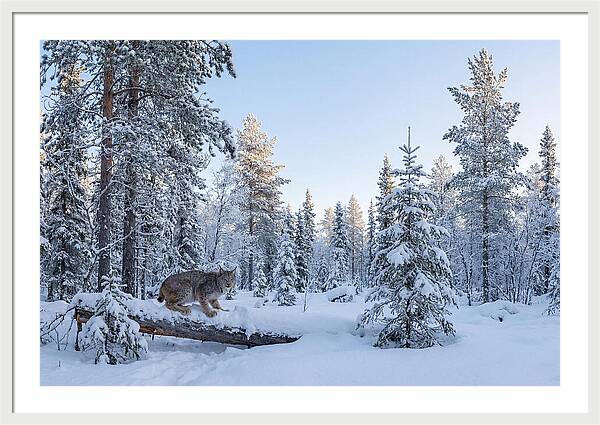 Canada Lynx In Winter Wonderland