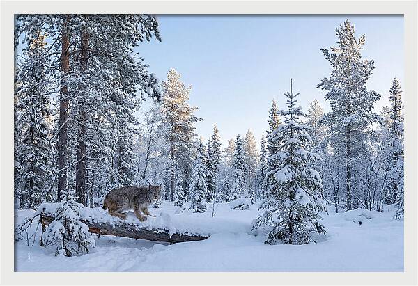 Canada Lynx In Winter Wonderland
