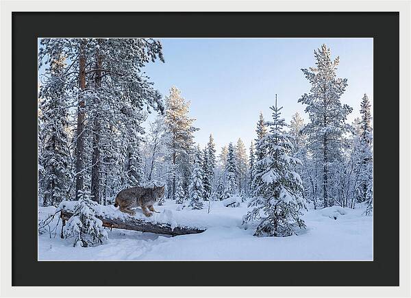 Canada Lynx In Winter Wonderland