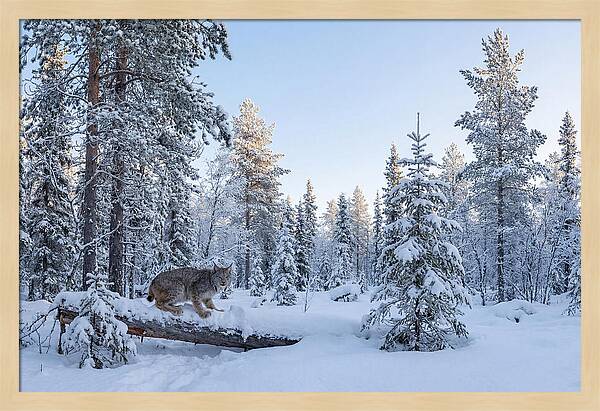 Canada Lynx In Winter Wonderland