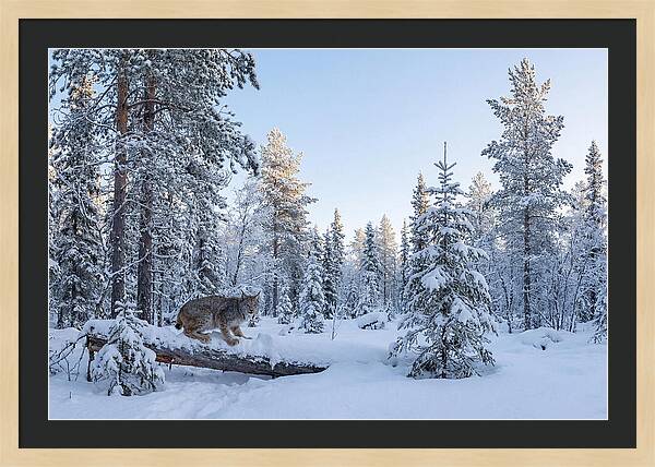 Canada Lynx In Winter Wonderland
