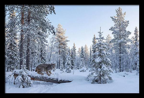 Canada Lynx In Winter Wonderland