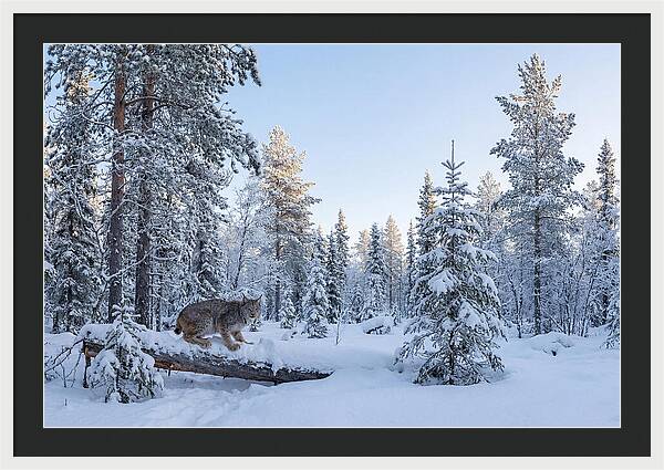 Canada Lynx In Winter Wonderland