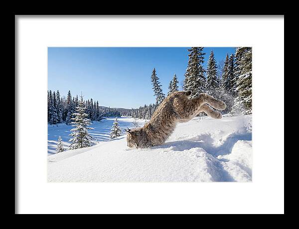 Canada Lynx Pouncing In Snow